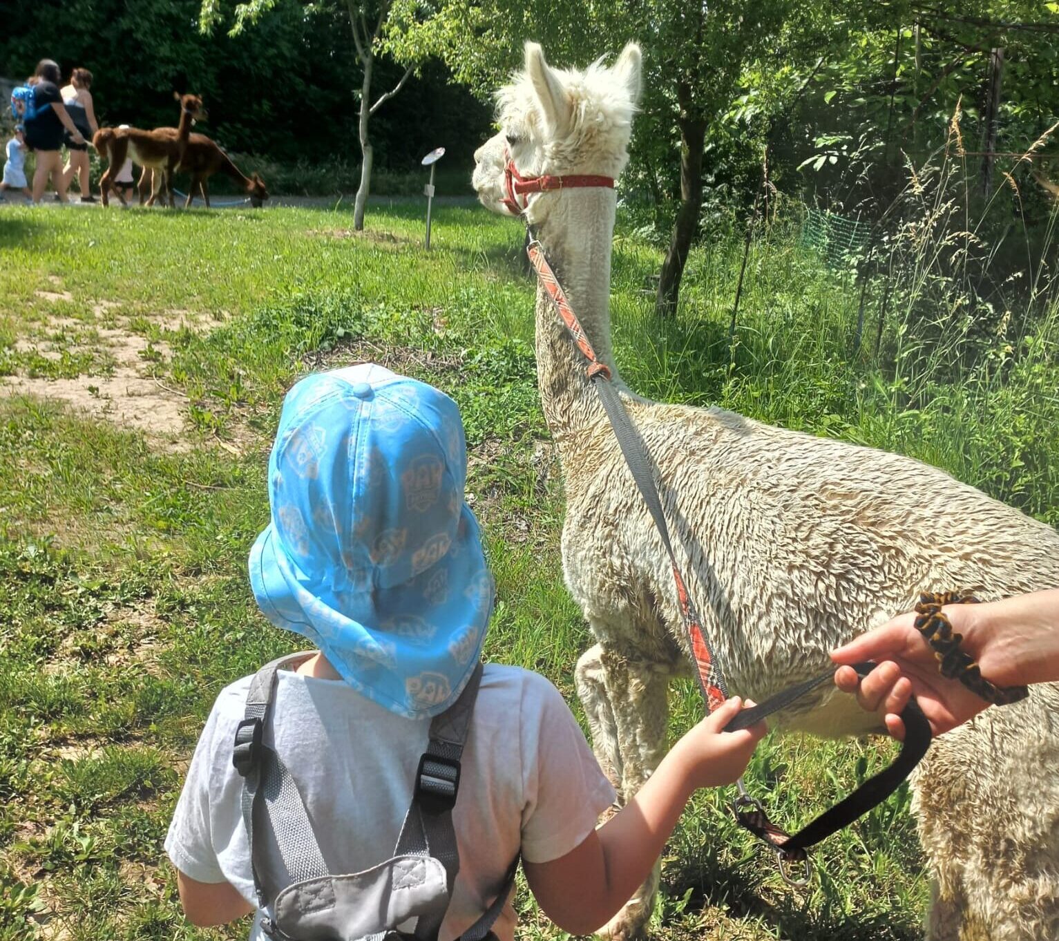 Alpakawanderung.